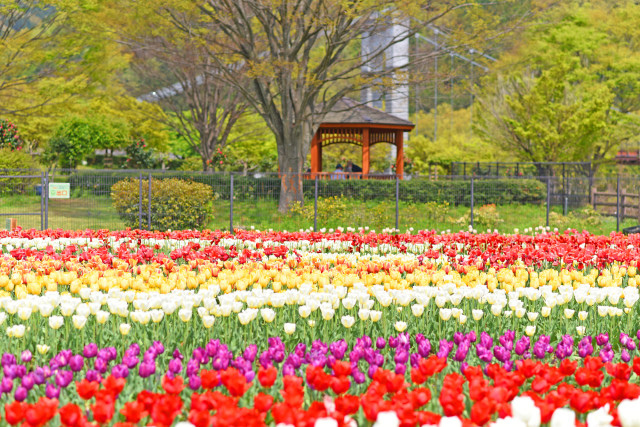 神奈川県立秦野戸川公園